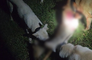 야산에 GPS 단 진돗개 풀었다, 왜?…"야생동물 160마리 잔혹 사냥한 30대"