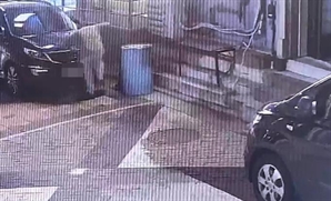 "이게 사람이 할 짓인가"…한밤중 길고양이 잔혹 학대한 20대 입건