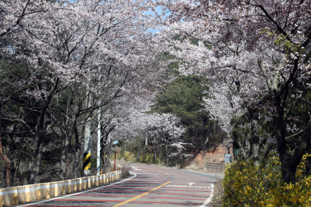 장봉도 벚꽃길. 사진=옹진군
