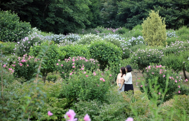 충남 태안 천리포수목원 무궁화동산. 사진제공=산림청