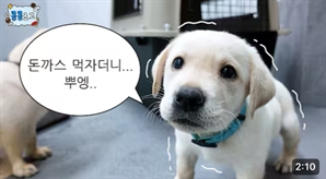 “돈까스 먹자더니, 뿌엥” 병원 간 마약 탐지견…관세청 ‘킁킁로그’ 인기 폭발