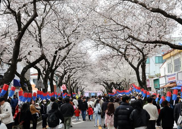 제주시 전농로에서 열린 제18회 왕벚꽃 축제 전경. 연합뉴스