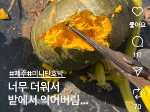 “합성 아니고 진짜야?”…제주 단호박 농장서 생긴 황당한 일, 뭐길래