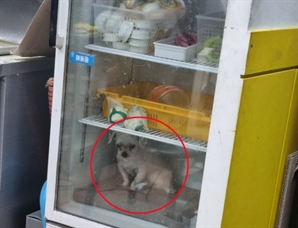 "감금이 웬 말? 우리 딸 잘못될까 봐"…'냉장고 속 반려견' 주인 해명 들어보니
