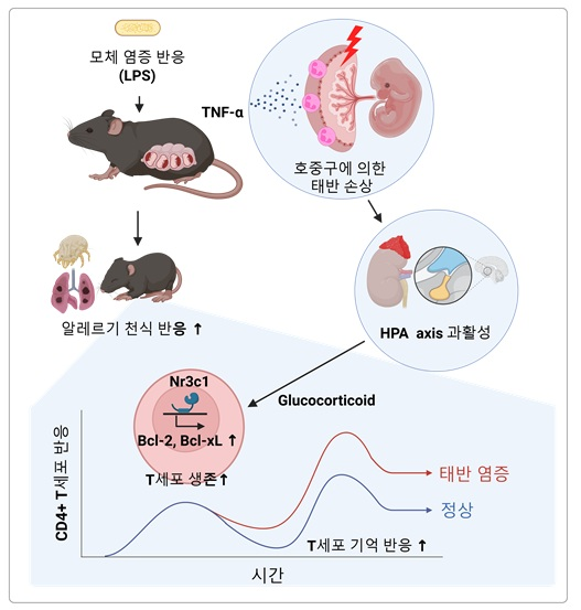 임신 중 염증, 출생 후 천식 등 알레르기 유발 원인 찾아냈다 [헬시타임]
