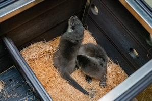 “수달계 스타 예약?”…서울어린이대공원, 수달 쌍둥이 탄생에 "이름 지어주세요"