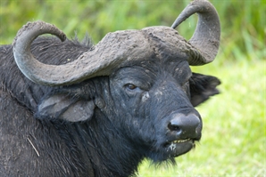 "자업자득"…'美백만장자 사냥狂' 죽음에 차가운 반응 이어진 까닭