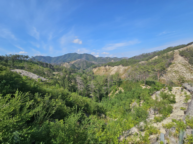 산불피해지 중 생태복원중인 국립울진생태숲지정대상지. 사진제공=산림청