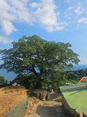 남해군, 고향사랑기금으로 마을 수호신 보호