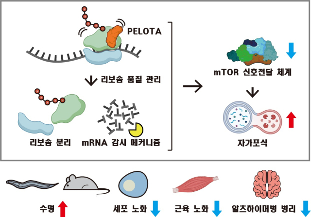 사진제공=KAIST