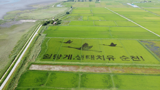 22일 전통 방식으로 손모내기를 한 흑두루미 희망농업단지 내 경관농업 디자인이 ‘쉴랑게, 생태치유 순천!’ 문구와 함께 순천만 갯벌을 배경으로 가장 아름다운 장관을 선보이고 있다. 사진 제공=순천시