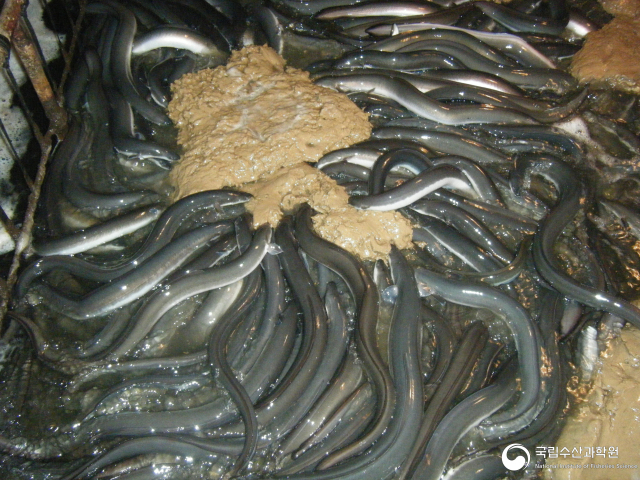 양만장에서 양식 중인 뱀장어가 먹이를 먹고 있는 모습. 사진제공=국립수산과학원