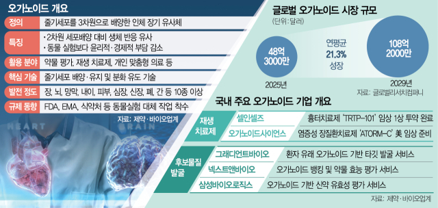 시장규모 100억弗 넘보는 오가노이드…'국제 표준' 선점이 성장 관건
