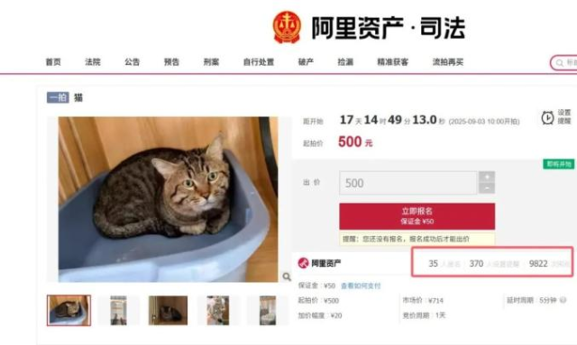 고양이 경매 공고문. 알리바바 경매 플랫폼 캡처