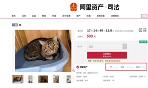 "시작가 9만원" 경매될 뻔한 고양이, 새 주인 만나 '묘생역전' [글로벌 왓]