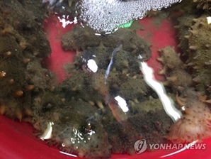 "사장님, 해삼 몇 점에 7만원? 진짜요?"…공분 쏟아진 '바가지 횟집' 결국 이렇게