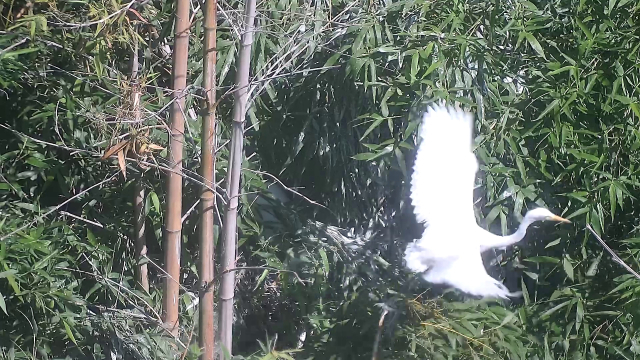 지난 7월 31일 울산 태화강 대숲에서 촬영된 중백로의 첫째 이소 장면. 사진제공=울산시