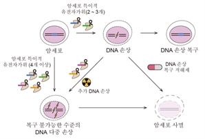 암세포의 DNA만 골라 죽이는 ‘새 유전자 가위 항암 기술’ 개발