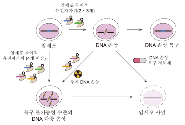 ‘유전자 가위’로 암세포 잘라 죽인다
