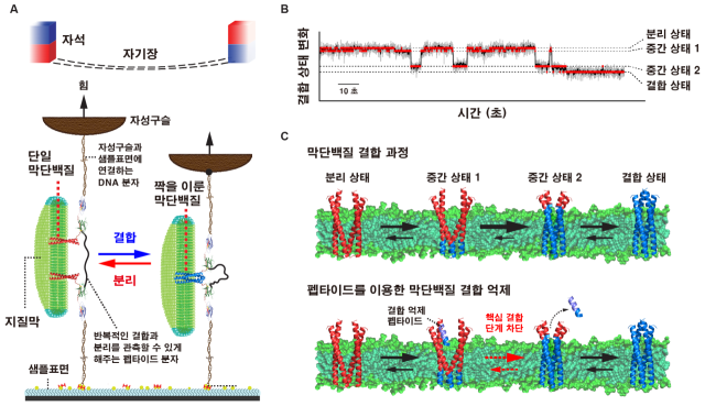 세포 막단백질이 짝을 이루는 과정 ‘지퍼 잠그듯 차근차근 결합’