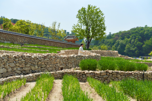 메덩골정원 돌담길. 사진 제공=메덩골정원.