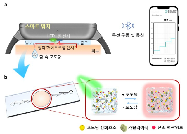 땀 속 혈당 농도를 측정하는 센서 시스템. 사진 제공=포스텍