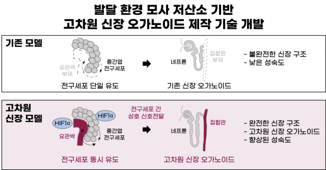 국내 연구진, 진짜 같은 ‘인공 미니 신장’ 개발