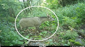 "케이블카 부지에 처음 보는 동물이 불쑥?"…알고 보니 '깜짝 정체'