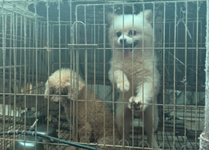 죽죽 그은 제왕절개 칼자국 '참혹한 미용 실습견'…"우리는 연습용 인형이 아니에요"