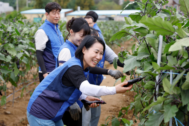 서울교통공사 직원이 가지를 수확하고 있다. 사진제공=서울교통공사