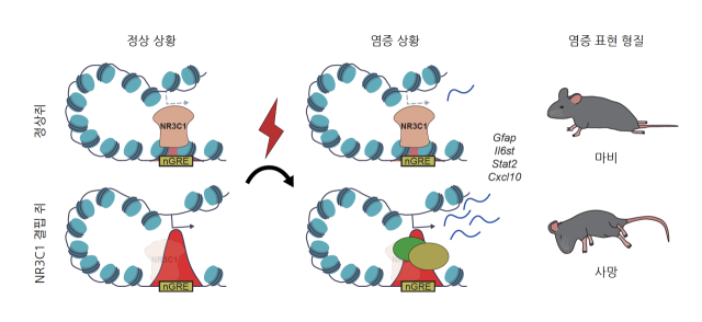 연구 모식도. 사진제공=KAIST