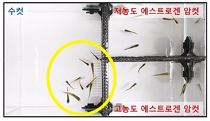 "20초만에 에겐녀 찾았다"…수컷 송사리, 성호르몬 높은 암컷과 짝짓기 원리 최초 확인