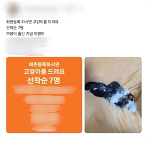 "회원 등록하면 '고양이' 드립니다"…대구 필라테스 업체, 불법 분양 의혹 수사