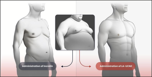 한미약품의 비만 신약후보물질 ‘HM17321’(오른쪽)과 기존 비만치료제의 체중감량 효능을 비교한 개념도. 사진 제공=한미약품