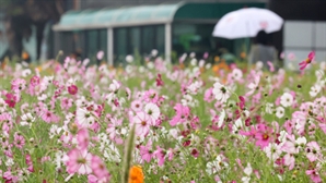 [오늘의 날씨] 전국 흐리고 곳곳 비…남부지방 천둥·번개