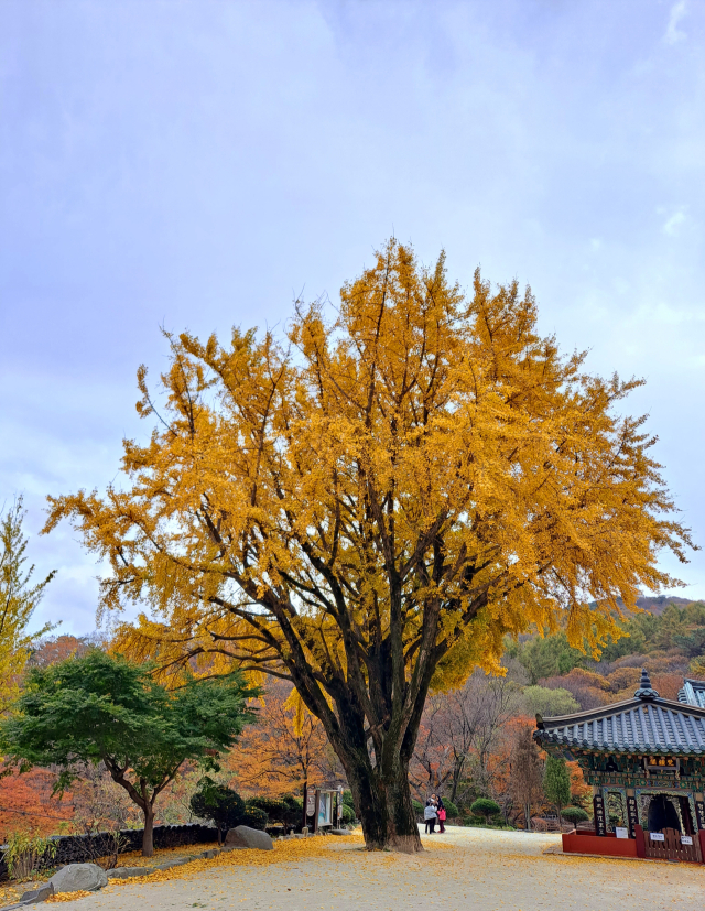 고려산 단풍. 사진제공=강화군