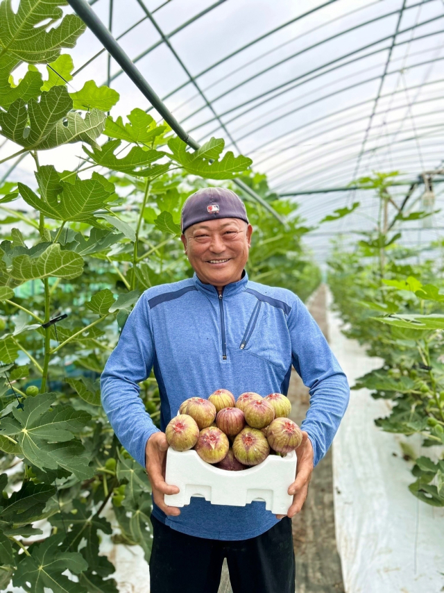전남 함평에서 채상희 함평농부 대표가 재배한 무화과 상자를 들고 있다. 사진 제공=쿠팡