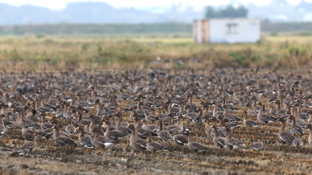 천수만을 찾은 겨울 철새. 사진제공=서산시