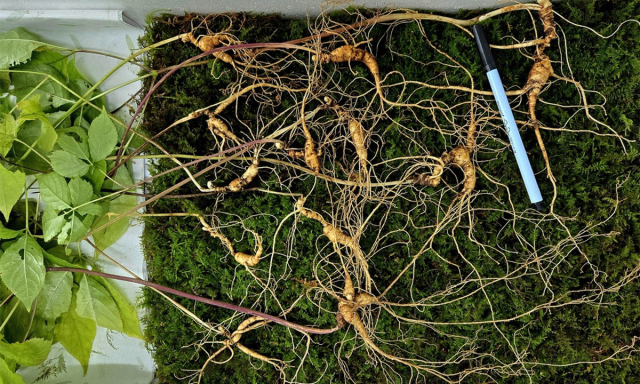 지리산에서 발견된 천종산삼. 사진 제공=한국전통심마니협회