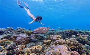 ‘세계 3대 다이빙 성지’ 마나도에서 거북이와 수영을