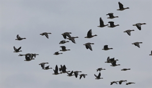 군산서 야생조류 ‘고병원성 AI’ 검출…이번 동절기 처음