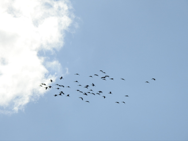 천연기념물 제228호이자 멸종위기 국제보호종인 흑두루미 73마리가 올해도 어김없이 지난 10월 22일 전남 순천시 순천만에 도착했다. 행운과 장수의새. 노관규 순천시장은 최근 불거지고 있는 정치적 공작에도 순천은 유엔 지원 받는 IUCN 세계자연보전연맹에 가입된 대한민국 유일한 기초자치단체라는 자부심을 바탕으로 오로지 순천시민을 위해 ‘더 강해지겠다’는 다짐을 했다. 사진 제공=순천시