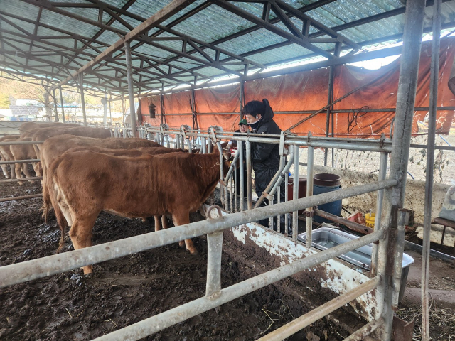 가평군 동물의료지원단. 사진 제공=가평군