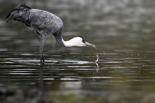 지난 17일 울산 회야강에서 발견된 흑두루미의 먹이활동 모습. 사진제공=조현표 새통신원