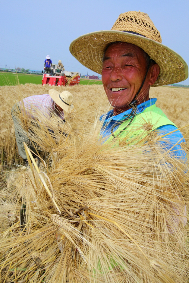 보리수확하는 농부. 사진 제공 = 경기도농업기술원
