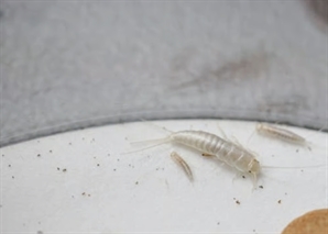 "한 번 퍼지면 답 없다"…문화재까지 갉아먹는 벌레에 발칵 뒤집힌 日, 무슨 일?