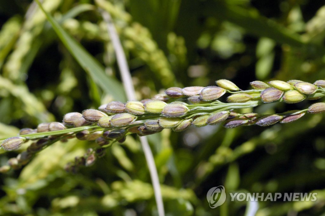 미국으로 곰팡이 반입하다 '딱' 걸린 中연구원…일부 전문가, ''밀수'는 정치적 과장'