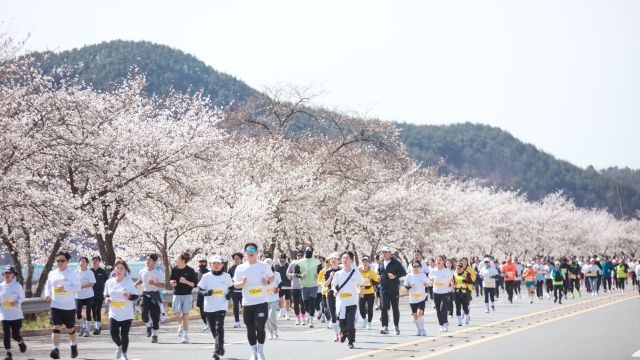 합천벚꽃마라톤대회 모습. 사진 제공=합천군
