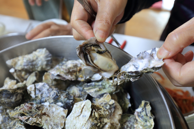"굴, 익히면 안전한 거 아니었어?" 믿었다가 '깜짝'…미세플라스틱 득실