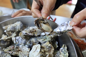 "굴, 익히면 안전한 거 아니었어?" 믿었다가 '깜짝'…미세플라스틱 득실